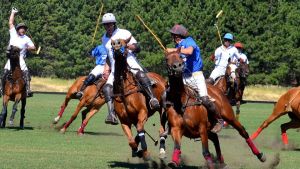 Los mejores caballos patagónicos se muestran en Junín de los Andes