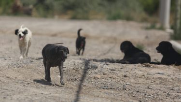 Funpabia se encarga de cuidar y ayudar a los animales en situación de abandono. Foto: Archivo (Juan Thomes)