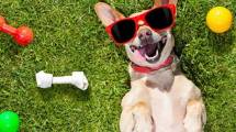 Imagen de Cómo cuidar a las mascotas de los golpes de calor