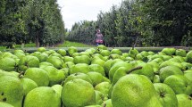 Imagen de Ya llegaron 12.000 trabajadores golondrinas para levantar la cosecha de frutas