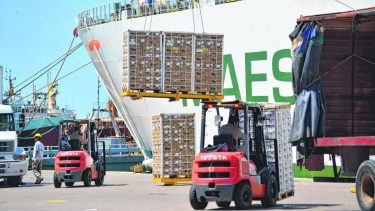 Efecto nulo. El porcentaje de la producción frutícola regional que se destinó a exportación en mayo no aumentó año a año.