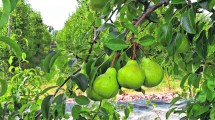Imagen de Fruticultura: en un escenario complejo, la cosecha de peras genera más expectativas