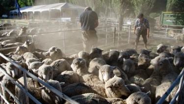La Expo Rural de Bariloche tendrá este fin de semana una nueva edición. El viernes la entrada es gratis. Archivo