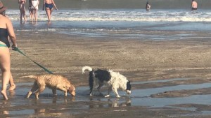 Tras el incidente en La Lobería con un perro, qué dice la ordenanza municipal