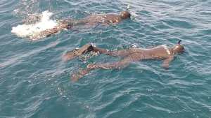 Aún no encuentran al kayakista que desapareció en el lago Nahuel Huapi