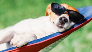 Calor: la región se prepara para los 40°C pronosticados para este domingo