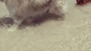 Pronóstico: así termina enero en la región