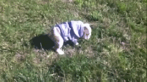 Pronóstico: se mantienen el viento y los chaparrones en la región