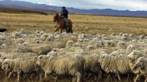 Imagen de Ya es ley la Promoción Ovina que aportará hasta $850 millones a productores laneros