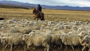 Ya es ley la Promoción Ovina que aportará hasta $850 millones a productores laneros