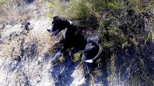 Imputan a una mujer por maltrato animal en Roca