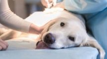 Imagen de Castración, la opción más importante para cuidar a las mascotas