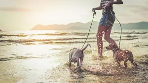 ¿Qué hacer con las mascotas durante las vacaciones?