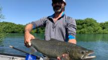 Imagen de La trucha soñada: una marrón de 7 kilos en el río Limay
