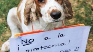 Temor y huídas: la pirotecnia volvió a afectar a los animales, pese a la concientización