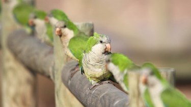 Las aves infectadas pueden presentarse decaídas, con pérdida de peso, conjuntivitis, diarrea, dificultad respiratoria o muerte.