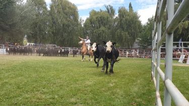 Con la presencia de las autoridades de la Sociedad Rural neuquina cerró una nueva edición de la convocatoria campera. Foto: Gentileza.