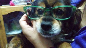 Totito, el lanudo viejito que encontró una familia que lo quiera y lo cuide