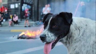 "Vaquita", el perro símbolo de las manifestaciones en Antofagasta. Foto: Gentileza Diario Antofagasta