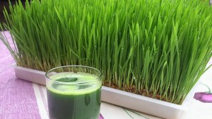 Cómo hacer tu propia clorofila