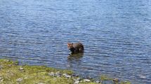Imagen de Sorpresiva visita de un pudú a una familia en el lago Lácar