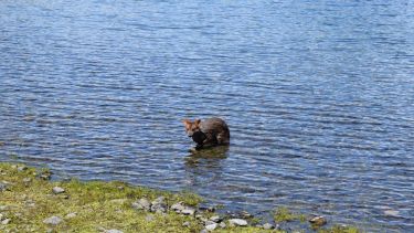 El pudú se acercó a la familia, que pudo fotografiarlo. (Gentileza).-