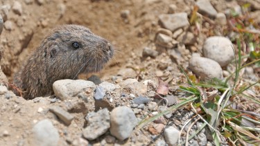 Advierten no confundir las ratas con el cuis, un roedor herbíboro y parte de la fauna silvestre. Foto: Juan Thomes