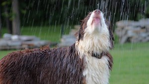 Pronóstico: vuelve la lluvia en gran parte de la región