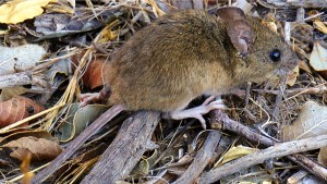 La muerte de un hombre por hantavirus encendió las alarmas en la cordillera de Chubut