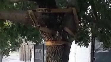 Un vecino cipoleño "remendó" un árbol con una faja, la tiene que devolver y teme que caiga sobre su casa. (Foto: Captura)

