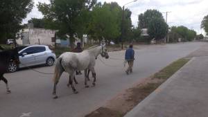 Demoraron a cinco caballos en el corral municipal de Senillosa