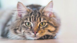 Prevención e higiene de las  mascotas en tiempos de coronavirus