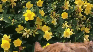 Pronóstico: ¿Siguen las tormentas en la región?