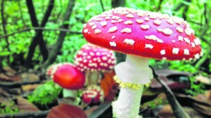 Hongos venenosos: las variedades que crecen en nuestra región
