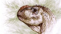 Imagen de Hallaron este dinosaurio carnívoro que habitó la Patagonia hace 90 millones de años