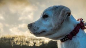 Pronóstico: lunes nublado, pero con temperaturas agradables