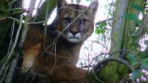 Encontró un puma en Villa La Angostura y volvió para intentar fotografiarlo mejor