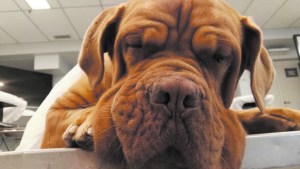 Conocé la historia de Ronda, la perrita de Roca a la que le colocaron un marcapasos