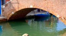 Imagen de Los animales y el ambiente son los únicos beneficiados por el coronavirus