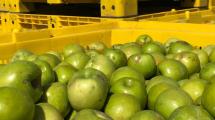 Imagen de El desafío de sacarle jugo a la producción