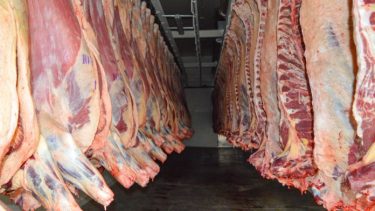 Desde que reabrió en 2017 el matadero faenó 150 animales por día. Foto: gentileza