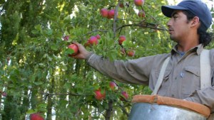 En una década se redujo un 23% la superficie cultivada con peras y manzanas en Neuquén