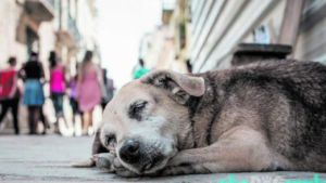 Los perros callejeros también serán asistidos durante la cuarentena