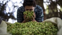 Imagen de Científicos y productores de Chile y Argentina se reunirán en un encuentro sobre Lúpulo en Regina