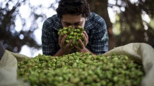 Así nace en Fernández Oro una de la pocas cervezas Wet Hop IPA en lata del mundo