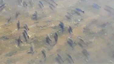 Gran cantidad de peces en el arroyo Ludueña en las cercanías de Rosario. Desemboca en el río Paraná. Captura de video.