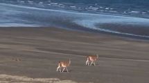 Imagen de Video: dos guanacos pasean en la playa de Puerto Pirámides