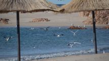 Imagen de Gaviotas y pingüinos se adueñan de las playas de Las Grutas