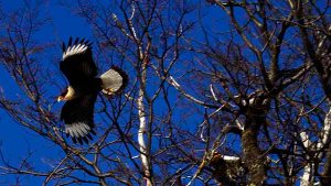 Bariloche mostrará su biodiversidad en el “City Nature Challenge”