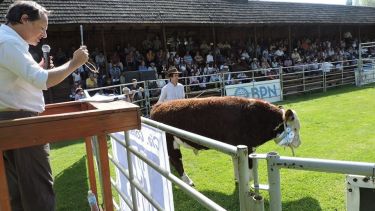 Gastón Paz es el rematador tradicional de la Sociedad Rural de Junín de los Andes. Foto Sociedad Rural del Neuquén